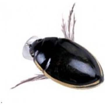 Sea Beeti 35 SBC-02 River2Sea