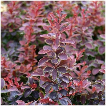 Berberis thunbergii 'Golden Ring' Tunber