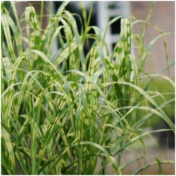 Milzu miskante šķ. - Miscanthus giganteus “Alligat