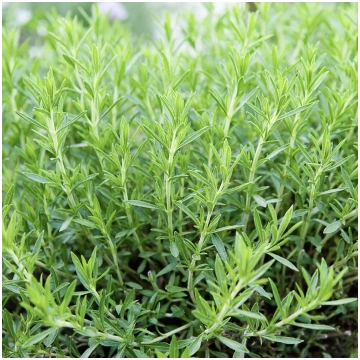 Estragons (Artemisia dracunculoides) 0,1g