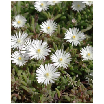 Delosperma hybrida Graaf Reinet | A.M. ozoli