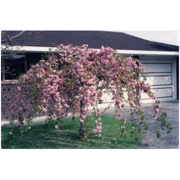 Sakura "Kiku Shidare Zakura" Pa 220/10-12 cm