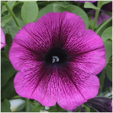 PETUNIA VERANDA Orchid