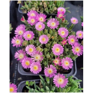 Delosperma cooperi Jewel of Desert Rosequartz | A.