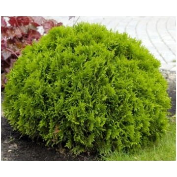 Thuja occidentalis 'Danica' Rietumu tūja