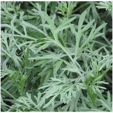 Vērmele (Artemisia absinthium) 0,1g