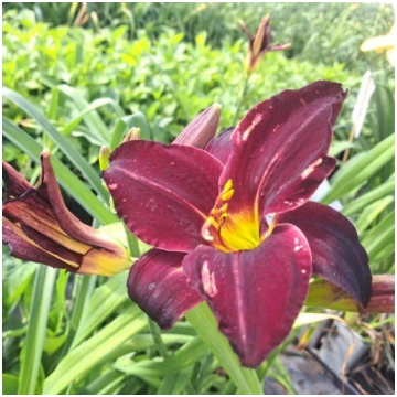 Dienlilija Dark Passion 2L