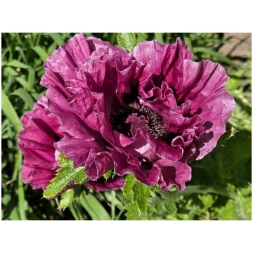 Papaver orientale 'Harlem', P13 Austrumu