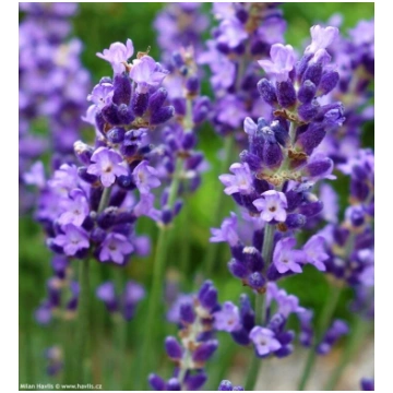 Lavandu stādi "Essence Purple" - 6 gb-AR IEKĻAUTU 