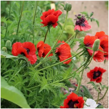 Austrumu magone 'Brilliant' (Papaver ori