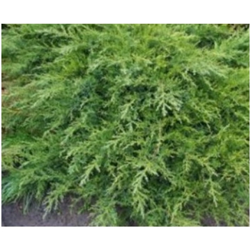 Juniperus chinensis 'Noliektā galotne' (
