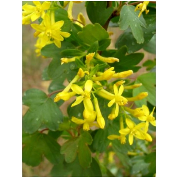 Ribes aureum (Zelta jāņoga), konteiners C5