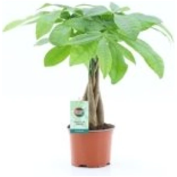 Telpaugi Pachira aquatica(pahira)