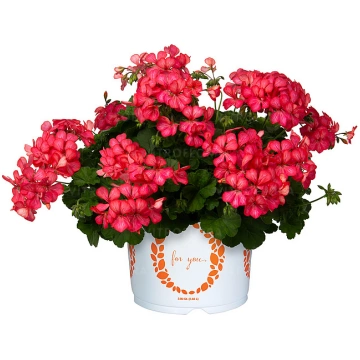 Pelargonium peltatum Grand Idols Glory Days Pink B