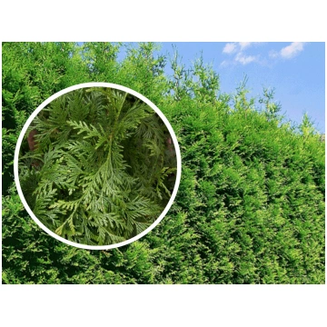Tūja "Brabant" 35-45 cm 25 gb