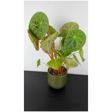 Begonia phuthoensis Augi-Plants