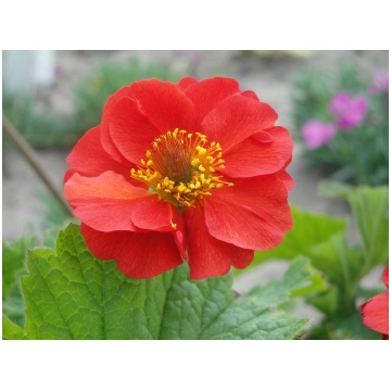 Geum subspecies Sangria TM I | A.M. ozoli