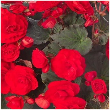 BEGONIA SOLENIA Red Improved