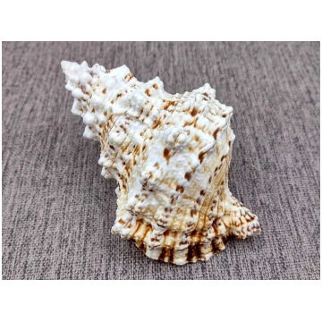 Large Frog Seashells Brown Tan Orange Bursa Bubo (