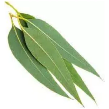 Eikalipta ēteriskā eļļa 5ml