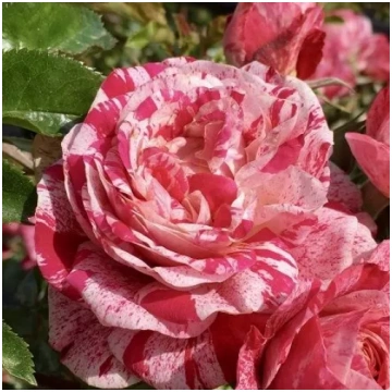 Sarkana - balta - dobes polianta roze - maigi smar