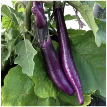 Baklažāns 'Early Long Purple' (Solanum m