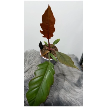 Philodendron Bipinnatifidum www.augi-plants.lv