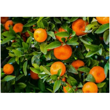Mandarīns-Citrus reticulata | Larēna